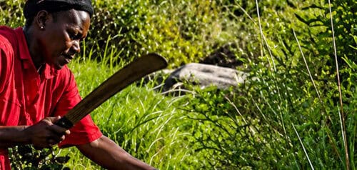 A man clearing 13 acres of land for coffee and banana cultivation at Pearl Global Ministries. This effort supports sustainable agriculture and community development initiatives.