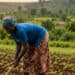 Group of diverse farmers working together in a lush green field, planting and tending crops to promote sustainable agriculture and community development.