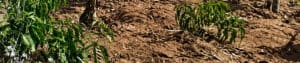 Drought stricken land
