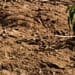 Drought stricken land
