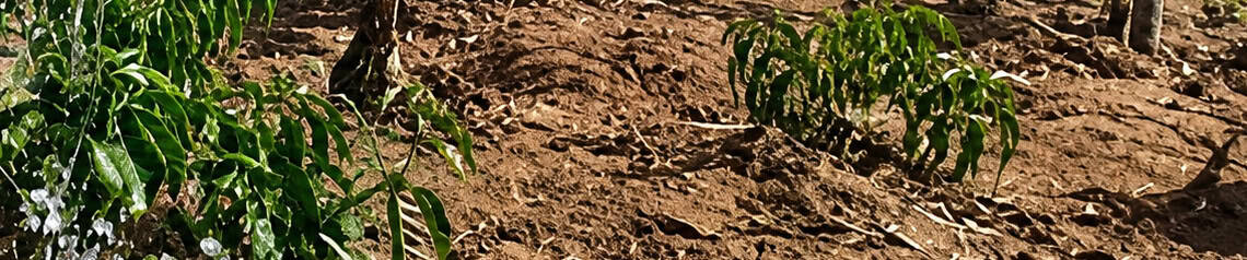 Drought stricken land